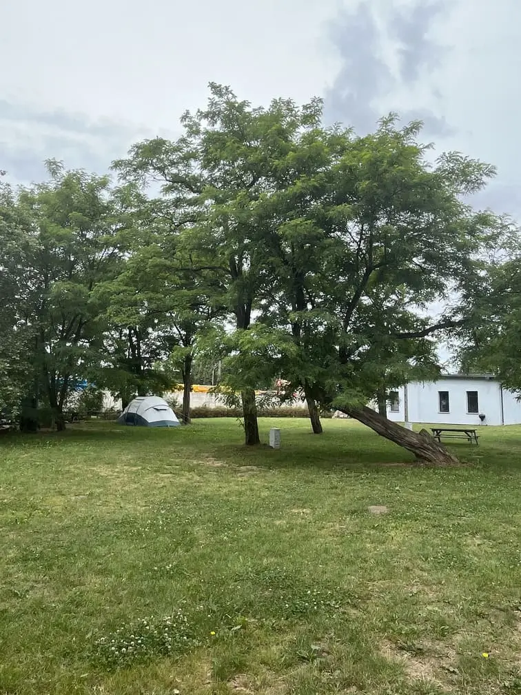 Pole namiotowe na kempingu Gadabout Camp we Wrocławiu, otoczone zielenią i drzewami.